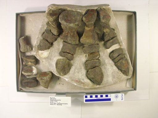 Nodosaurus textilis