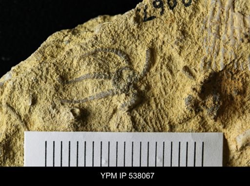 undet. Ophiurida