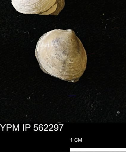 Limopsis striatopunctatus