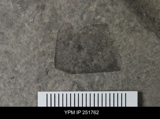 undet. Eurypterida