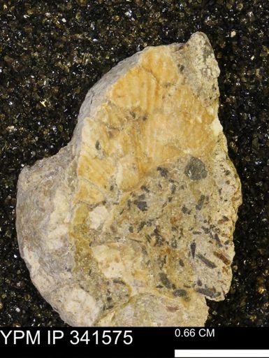 Scaphites sp.