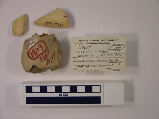 Teleoceras fossiger