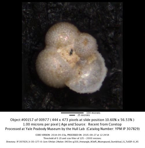 undet. Foraminiferida