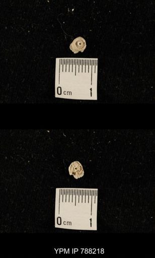 undet. Crinoidea
