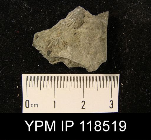 Camarotoechia squamifera