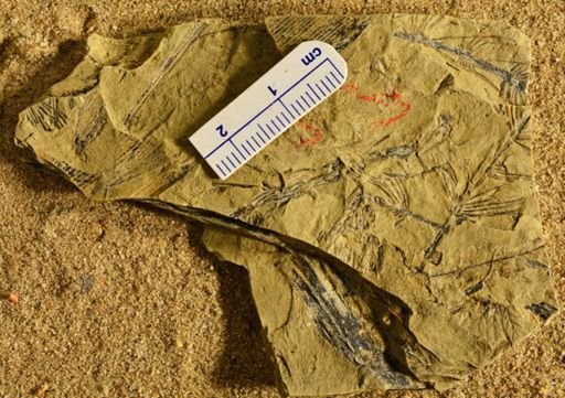 Asterophyllites sp.