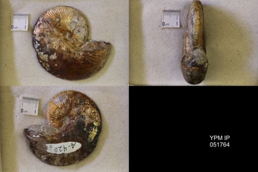Hoploscaphites nicolletii