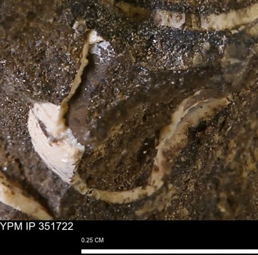 undet. Bivalvia