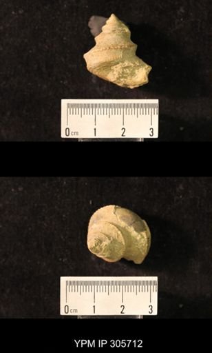 Worthenia tabulata