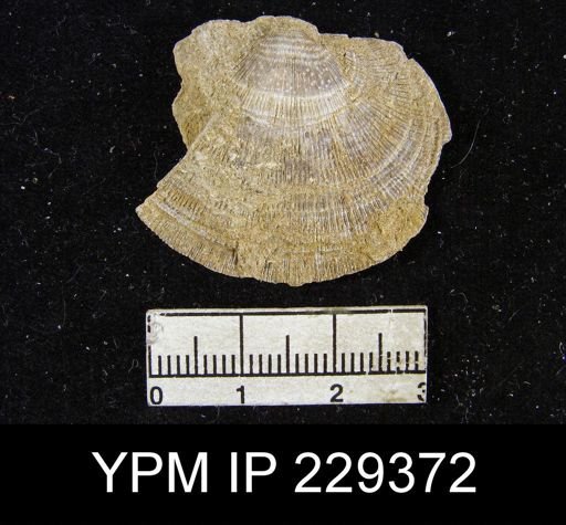 Derbya crassa richmonda