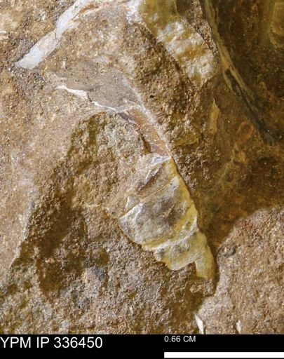 undet. Mollusca
