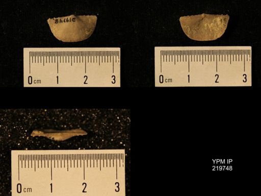 Chonetes granulifer