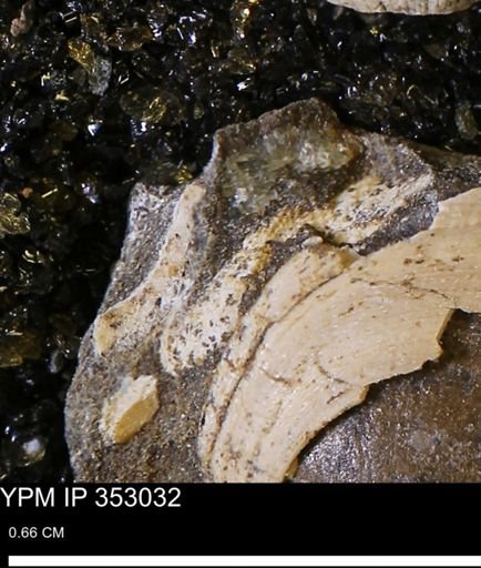 Limopsis striatopunctatus