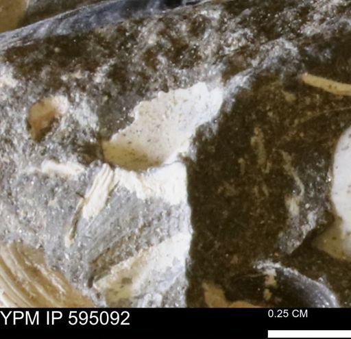 Protocardia sp.