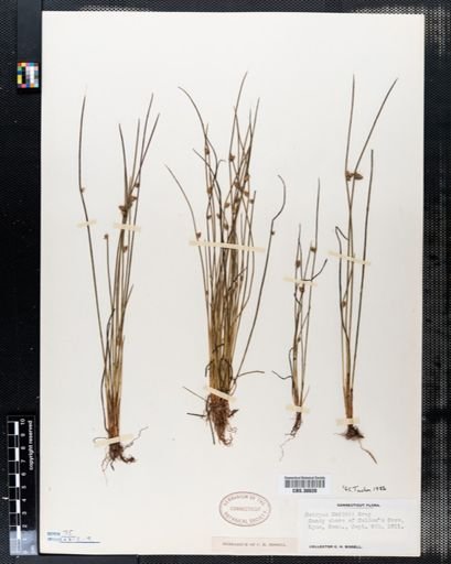 Scirpus smithii