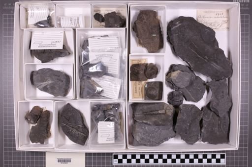 mixed taxa, stratigraphic collection