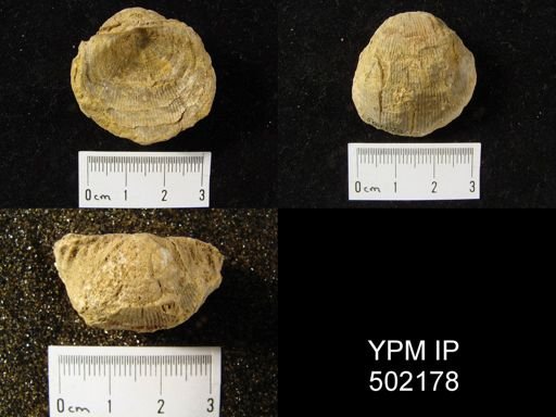 Productus cora?