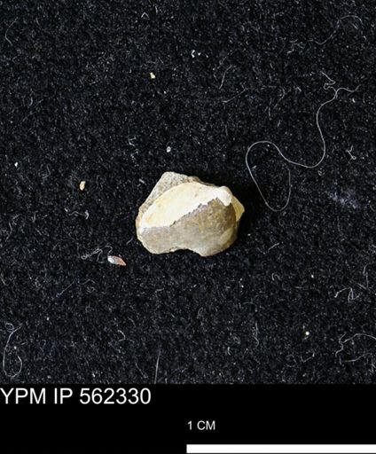 Limopsis striatopunctatus