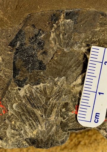 Asterophyllites sp.