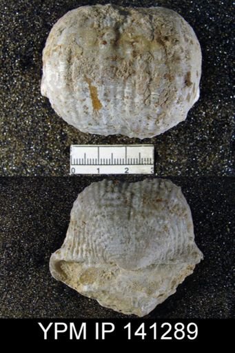 Productus (Dictyoclostus) indicus
