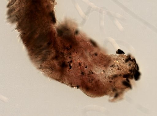 Cliona viridis