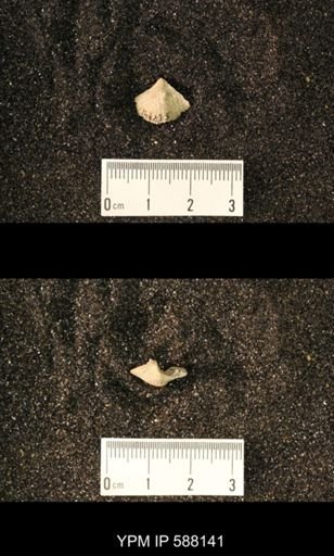 Platystrophia sp.