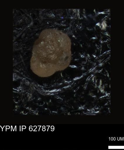 undet. Foraminiferida