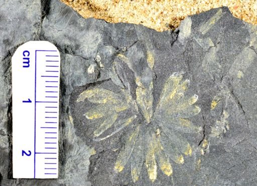 Annularia sp.