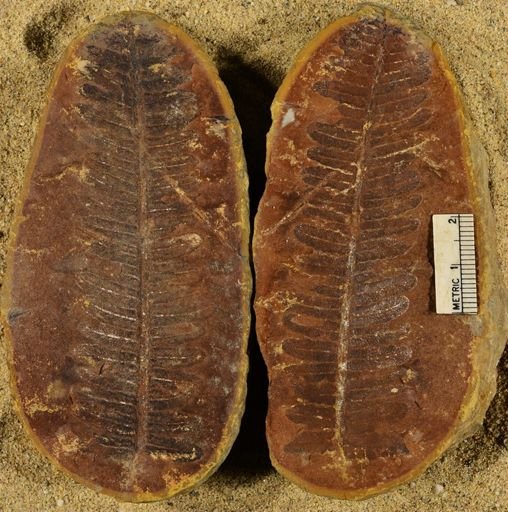 Pecopteris unitus