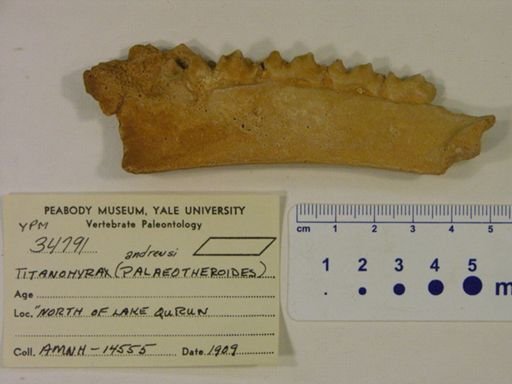 Titanohyrax palaeotherioides