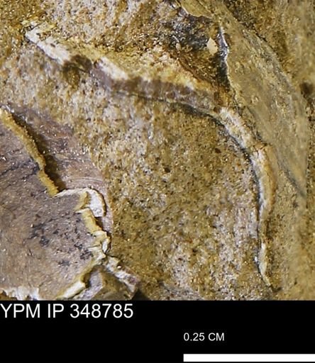 undet. Bivalvia