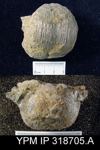 Productus sp.