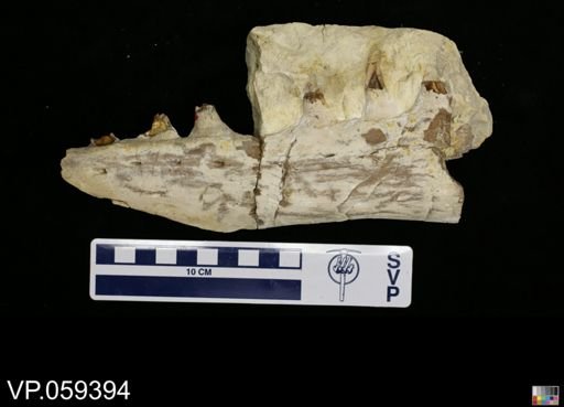 Mosasauridae