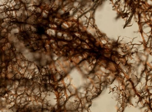 Callyspongia vaginalis