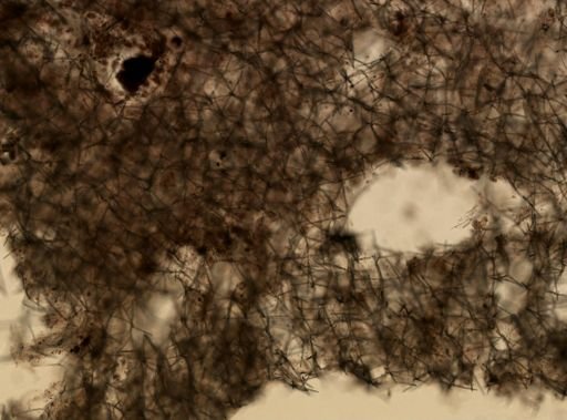 Haliclona sp.