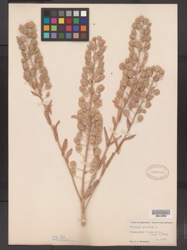 Thlaspi arvense
