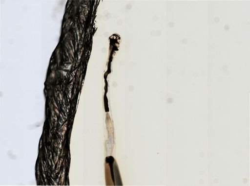 Myopsida