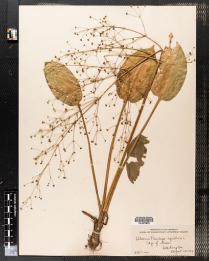 Alisma plantago-aquatica