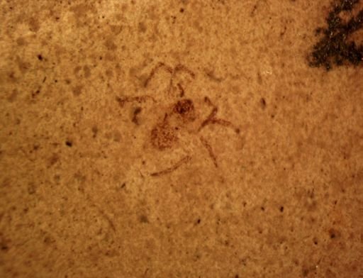 undet. Araneida