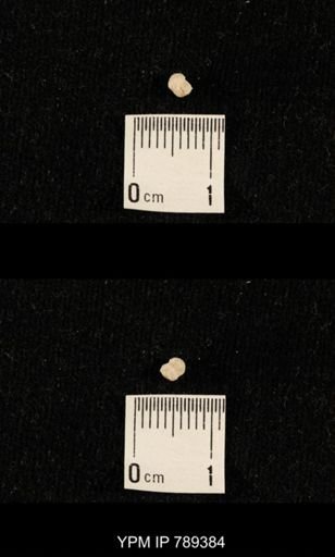 undet. Bryozoa