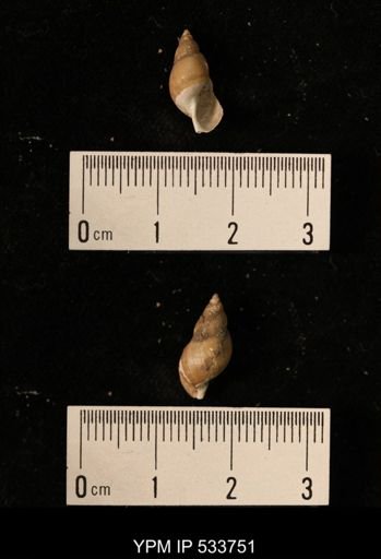 undet. Gastropoda
