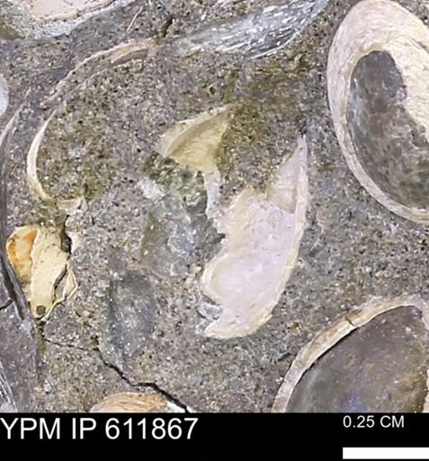 Protocardia sp.