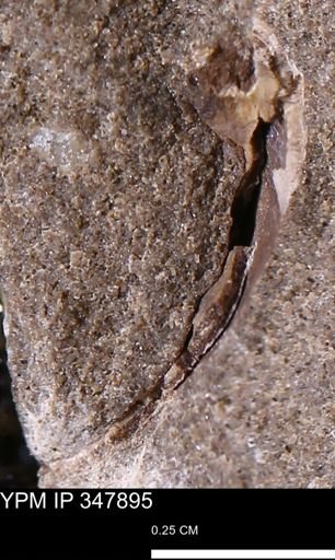 undet. Bivalvia