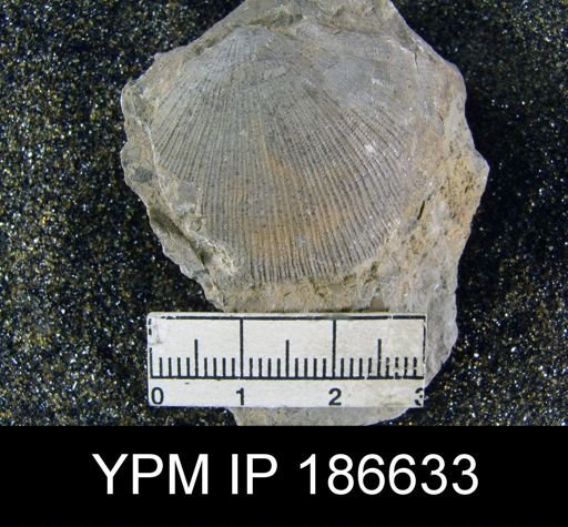 Derbya sp.