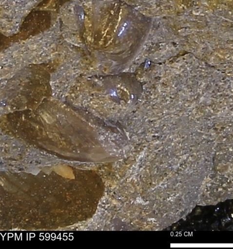 Protocardia subquadrata
