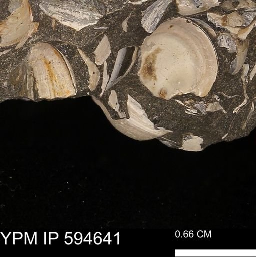 Protocardia sp.