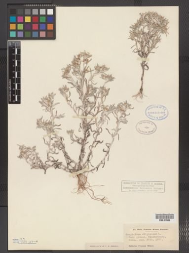Gnaphalium uliginosum