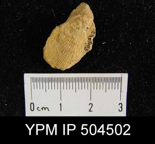 undet. Brachiopoda