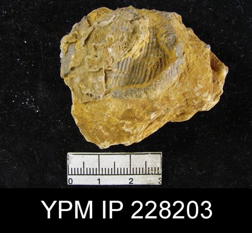 Dictyoclostus portlockianus