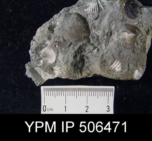 Aviculopecten sp.